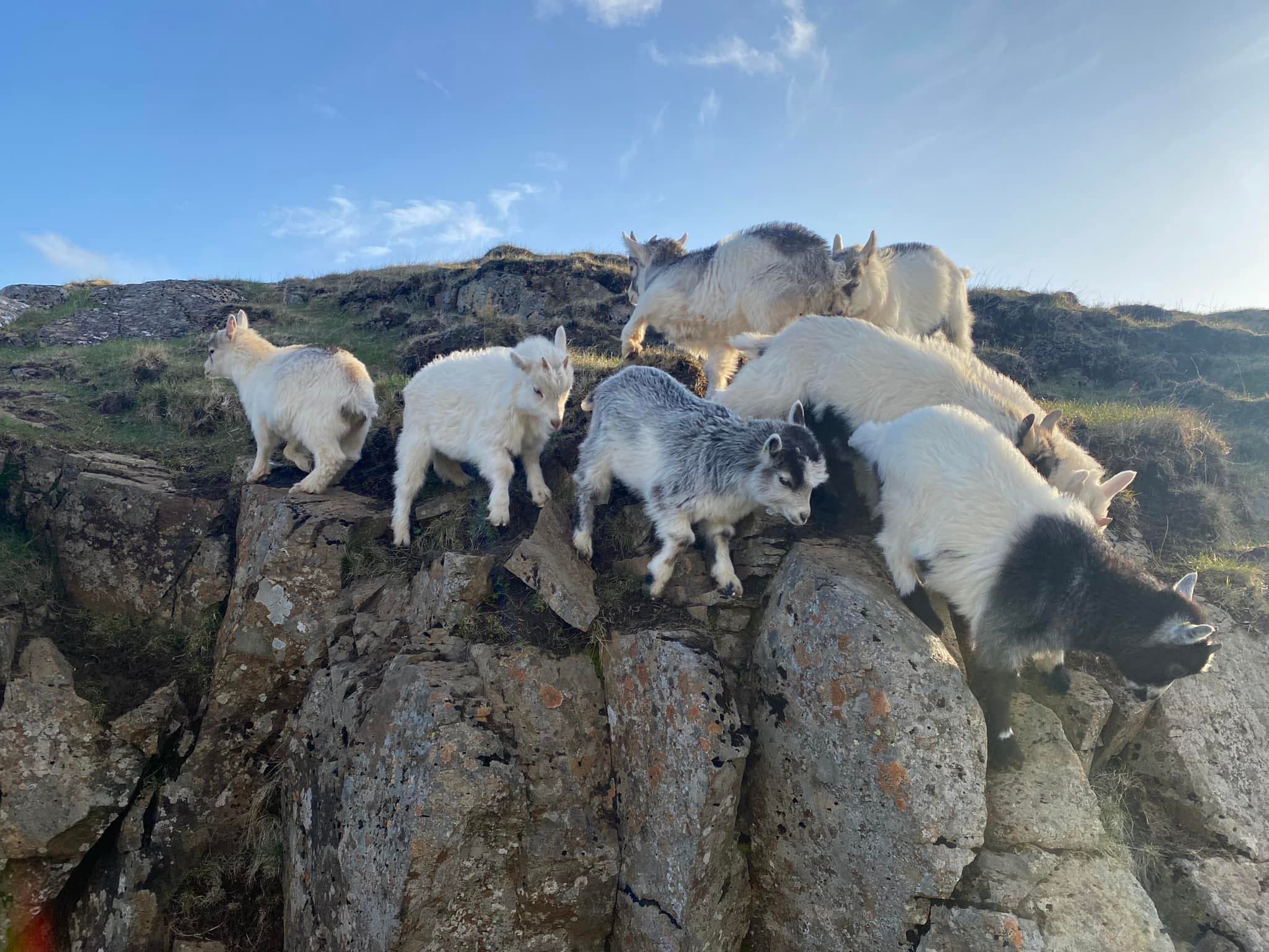 Háhóll geitabú í Nesjum, Hornafirði