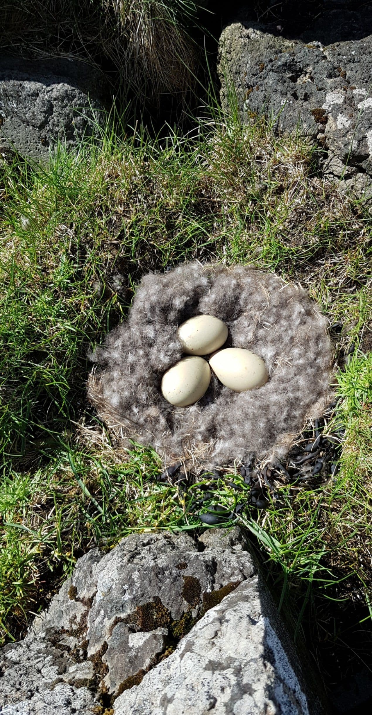 Brjánslækur