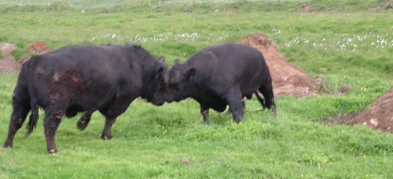 Háls