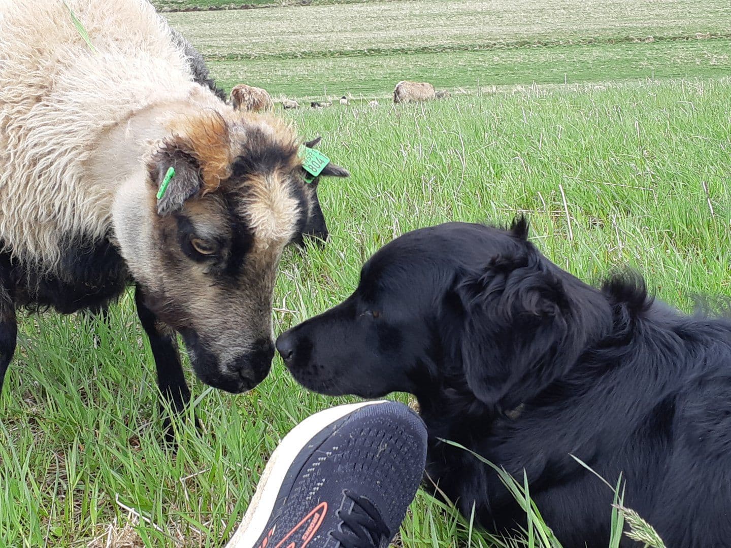 Uploaded image: 20210606_093535.jpg